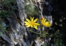 Chondrilla urumovii  ©  Pandion Wild Tours